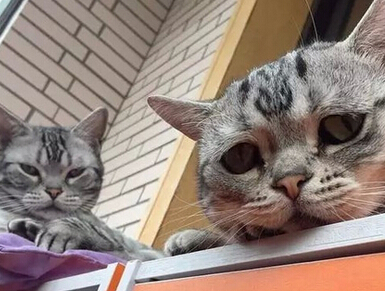 委屈猫是什么猫?委屈猫是什么品种？
