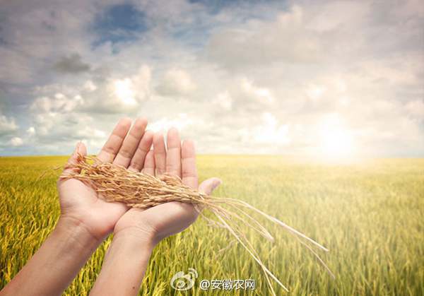 做好“三色”文章 发展生态农业