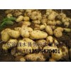 供应千万斤土豆马铃薯 山东省泗水县马铃薯产地